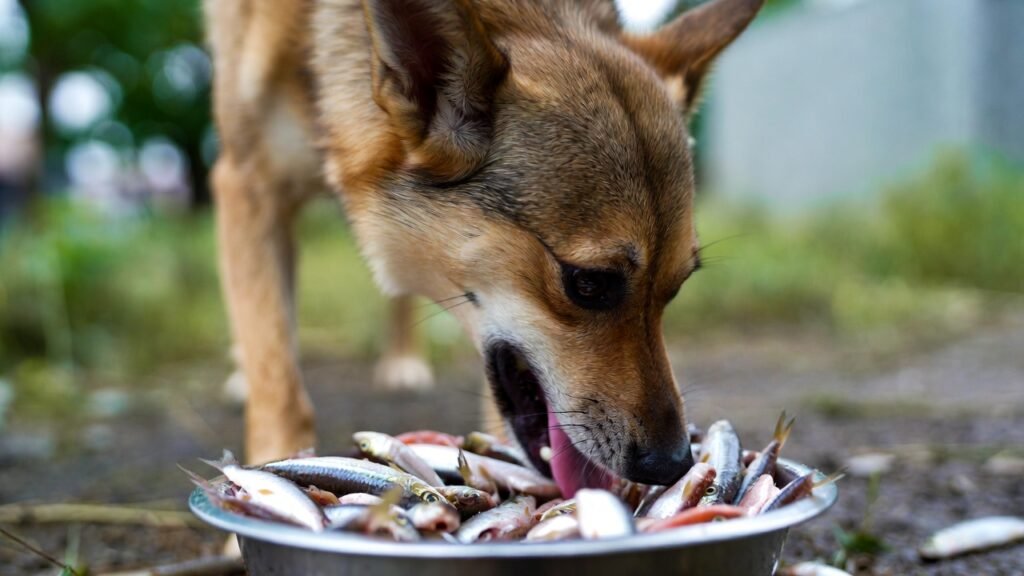 Dog eating salmon or sardines.can dog eat seafood