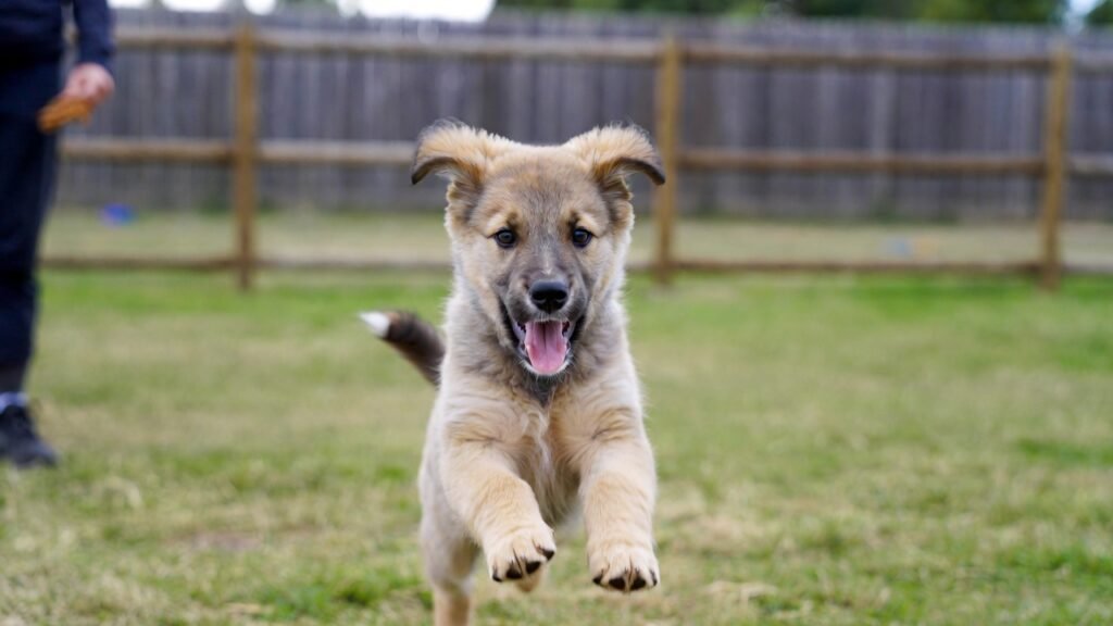 puppy learning commands. fun fact abut puppies