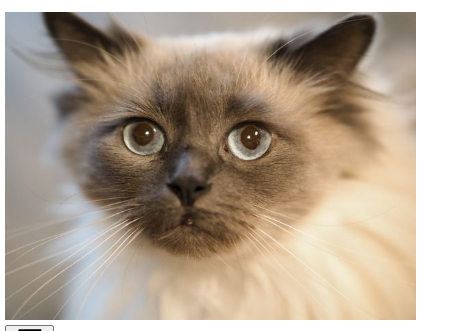 ragdoll cat